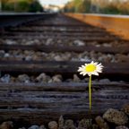 Suffering and Joy: Unlikely Friends